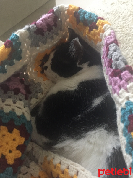 Tuxedo (Smokin) Kedi, Kedi  Nazlı fotoğrafı
