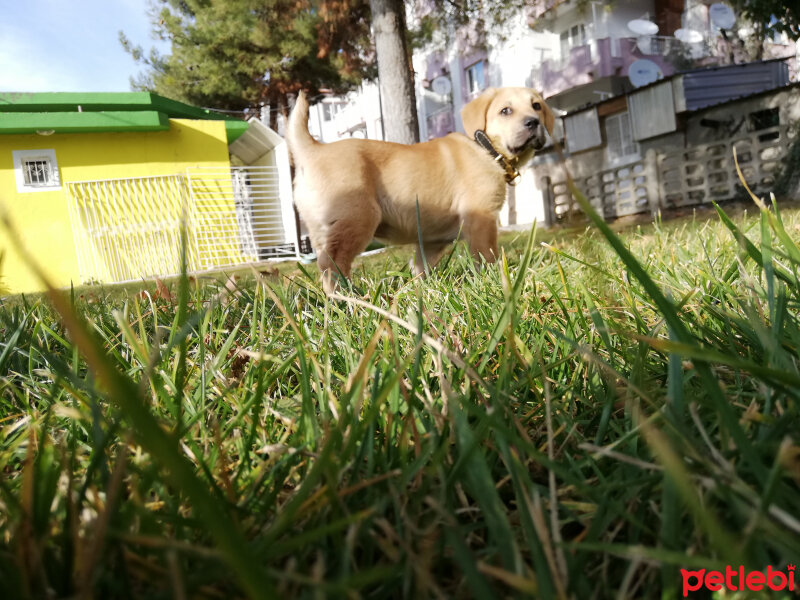 Alabay (Alabai), Köpek  Karamel fotoğrafı