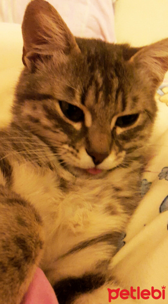 Tekir Kedi, Kedi  Müezza fotoğrafı