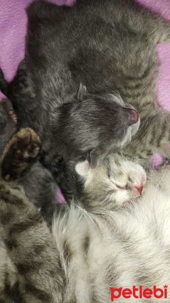 Tekir Kedi, Kedi  Müezza fotoğrafı