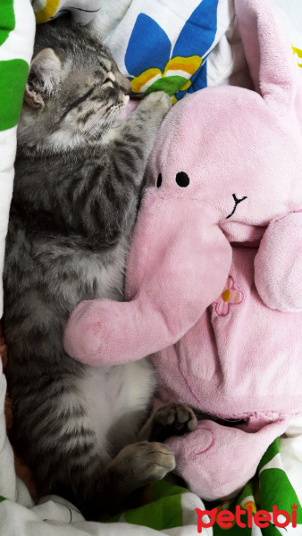 Tekir Kedi, Kedi  Müezza fotoğrafı