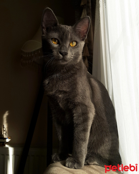 Tekir Kedi, Kedi  Müezza fotoğrafı