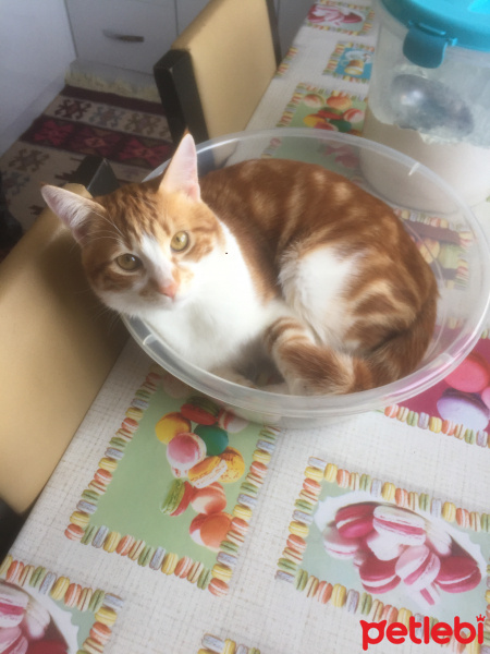 Sarman, Kedi  Pamukk fotoğrafı