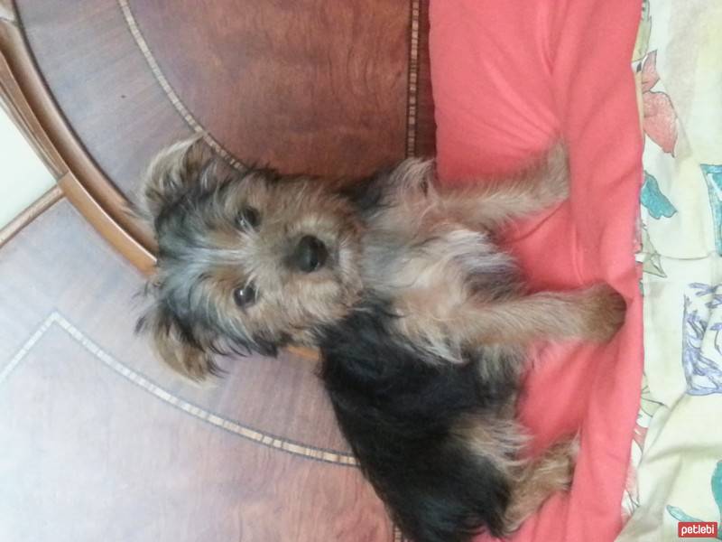 Yorkshire Terrier, Köpek  ZIP ZIP  fotoğrafı