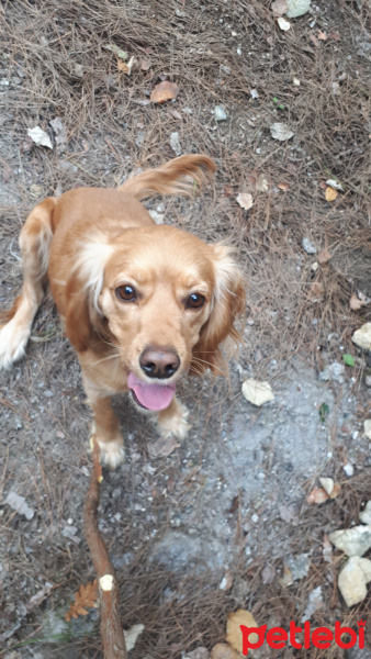 Amerikan Cocker Spaniel, Köpek  şira fotoğrafı