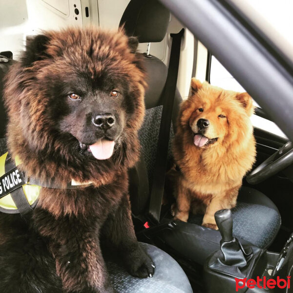 Chow Chow (çin Aslanı), Köpek  kömür ve şilan fotoğrafı