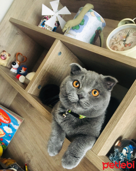 Scottish Fold, Kedi  Behlül fotoğrafı