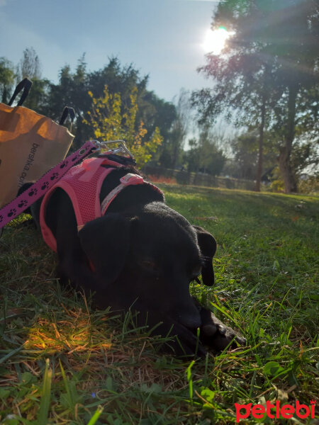 Minyatür Pinscher, Köpek  Luna fotoğrafı