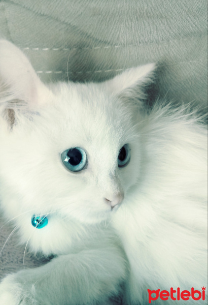 Van Kedisi, Kedi  Bulut fotoğrafı