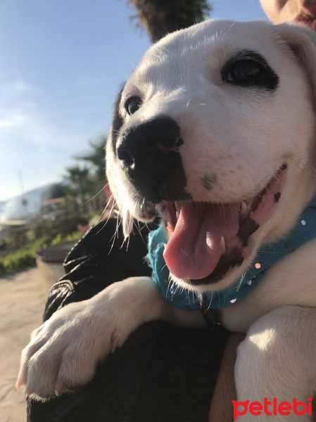 Dalmatian, Köpek  Bella fotoğrafı