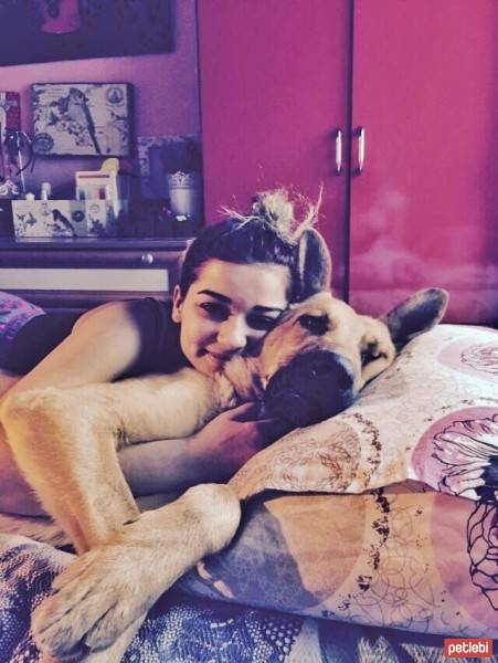 Alman Çoban Köpeği, Köpek  carlos fotoğrafı
