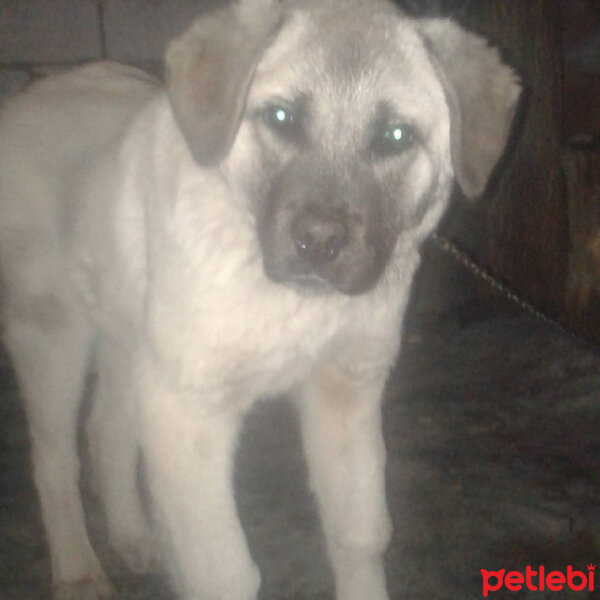 Kangal, Köpek  Aslan fotoğrafı