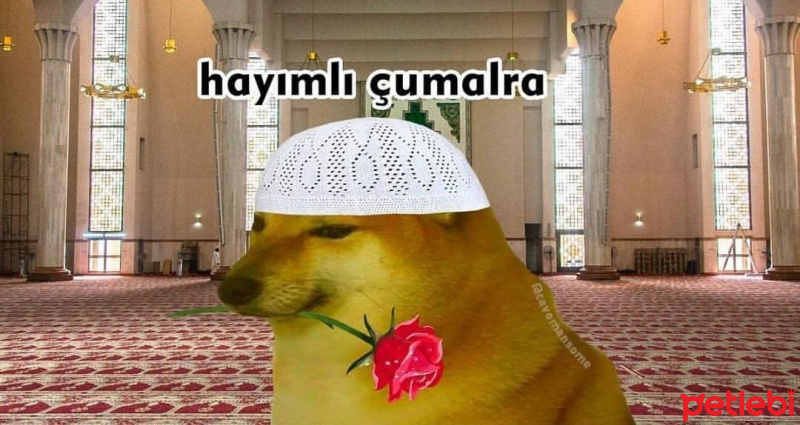 Akita İnu, Köpek  Ahmet fotoğrafı