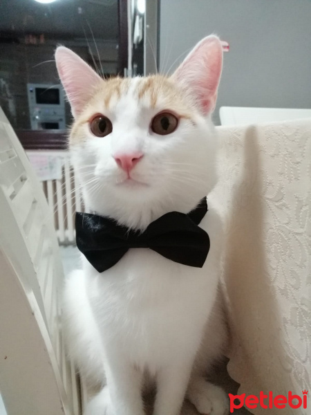 Sarman, Kedi  Midye fotoğrafı