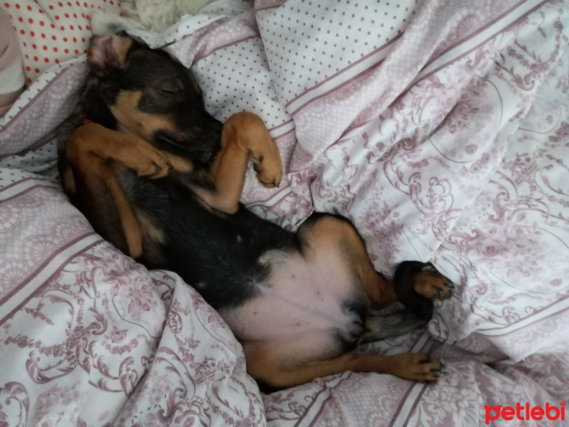 Rottweiler, Köpek  Lucy fotoğrafı