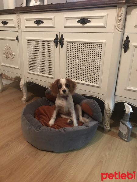 Cavalier King Charles Spanieli, Köpek  Casper fotoğrafı