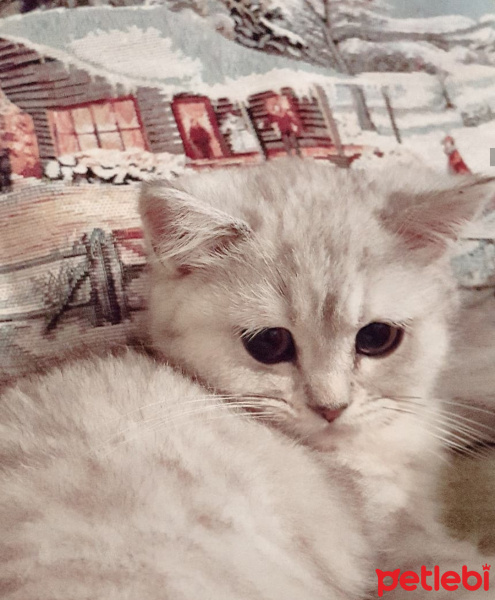 British Shorthair, Kedi  Chance Minnoş fotoğrafı