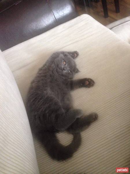 Scottish Fold, Kedi  gris fotoğrafı