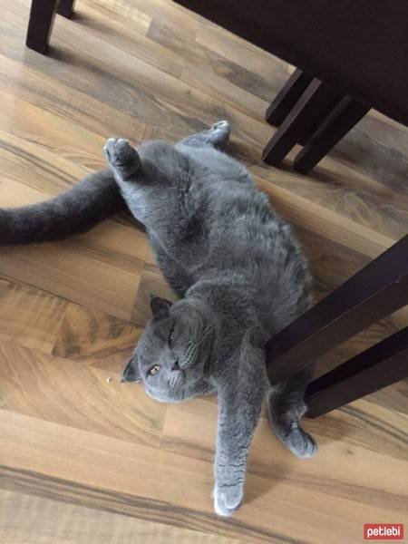 Scottish Fold, Kedi  gris fotoğrafı