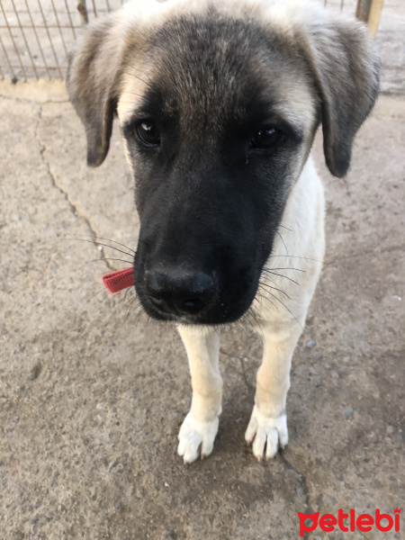 Kangal, Köpek  Kaptan fotoğrafı