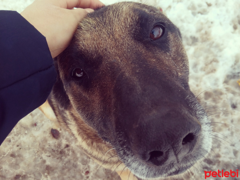 Sokö (Sokak Köpeği), Köpek  pati fotoğrafı