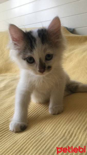 Norwegian Forest, Kedi  Tesla fotoğrafı