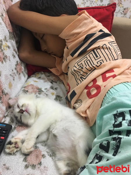 Norwegian Forest, Kedi  Tesla fotoğrafı