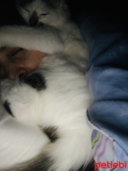 Norwegian Forest, Kedi  Tesla fotoğrafı