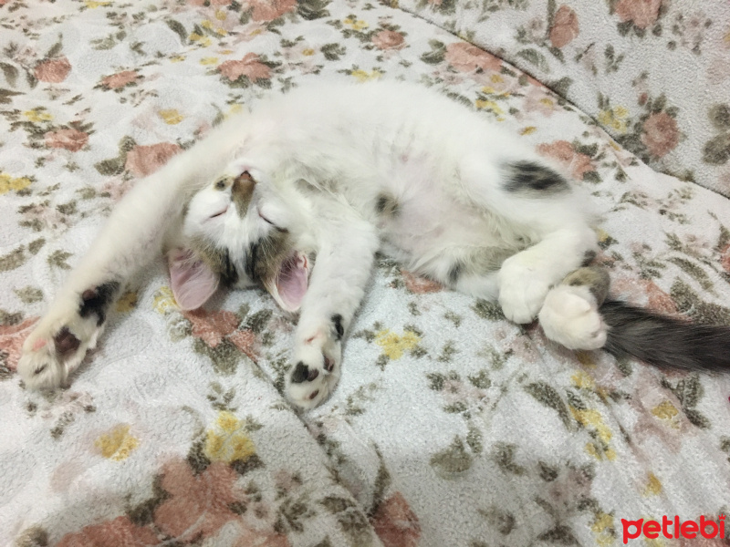 Norwegian Forest, Kedi  Tesla fotoğrafı