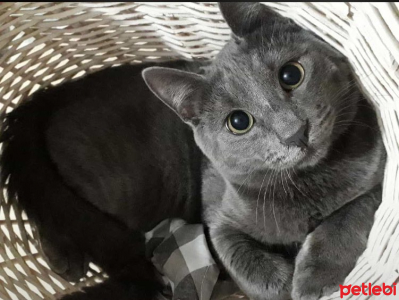 Mavi Rus, Kedi  Duman fotoğrafı