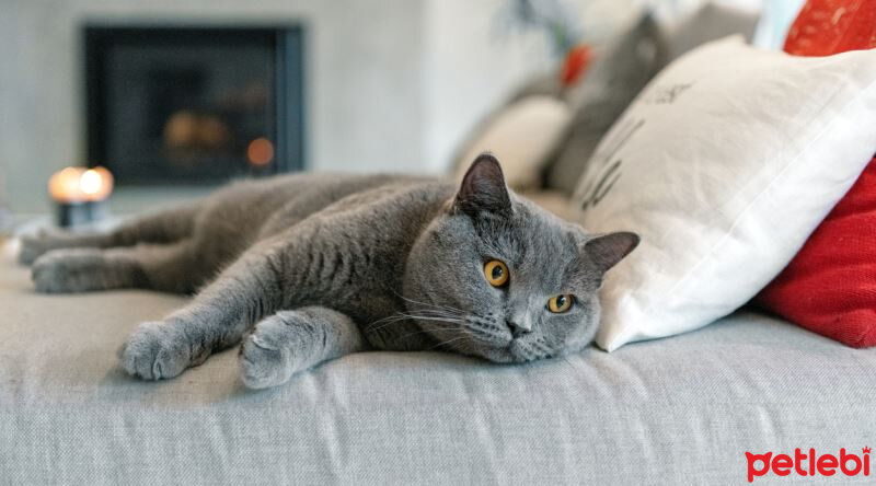 British Shorthair, Kedi  bulut fotoğrafı