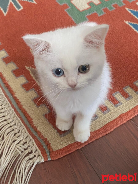 Scottish Fold, Kedi  Santorini fotoğrafı