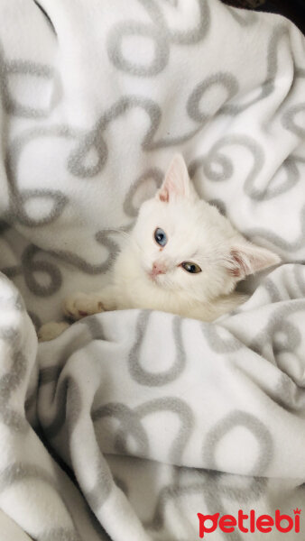 Scottish Fold, Kedi  Santorini fotoğrafı