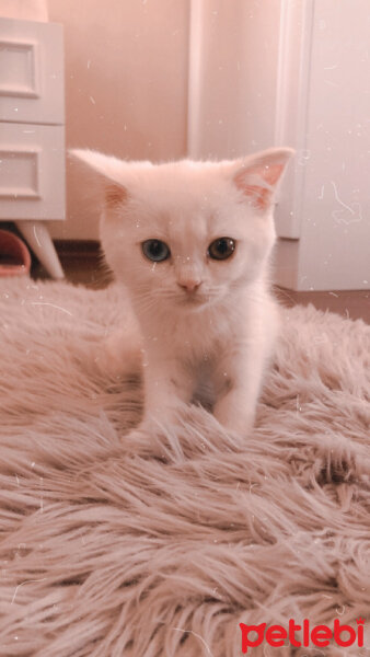 Scottish Fold, Kedi  Santorini fotoğrafı