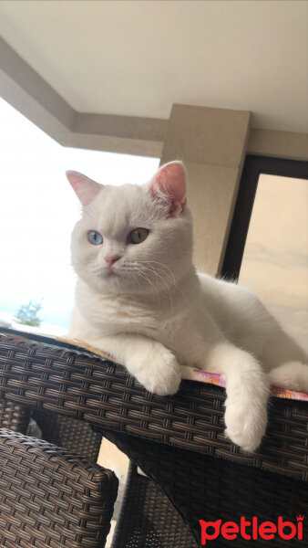 Scottish Fold, Kedi  Santorini fotoğrafı