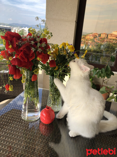 Scottish Fold, Kedi  Santorini fotoğrafı