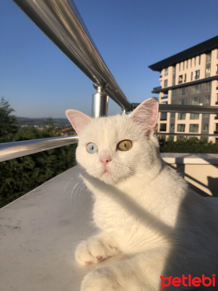 Scottish Fold, Kedi  Santorini fotoğrafı