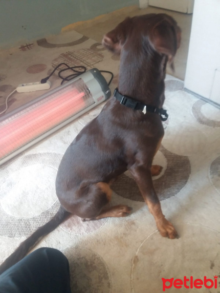 Doberman Pinscher, Köpek  Dekstır fotoğrafı