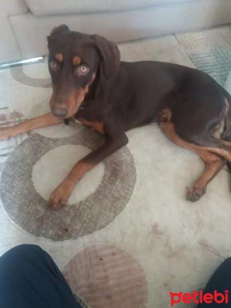 Doberman Pinscher, Köpek  Dekstır fotoğrafı
