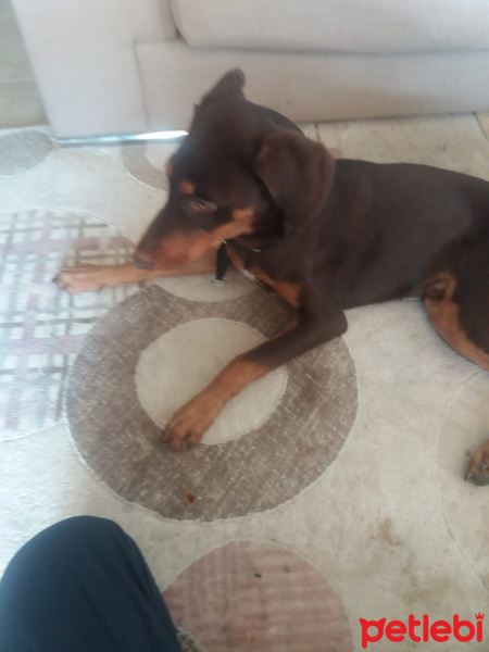 Doberman Pinscher, Köpek  Dekstır fotoğrafı