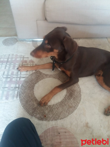 Doberman Pinscher, Köpek  Dekstır fotoğrafı