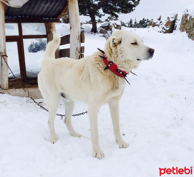Akbaş, Köpek  pati fotoğrafı
