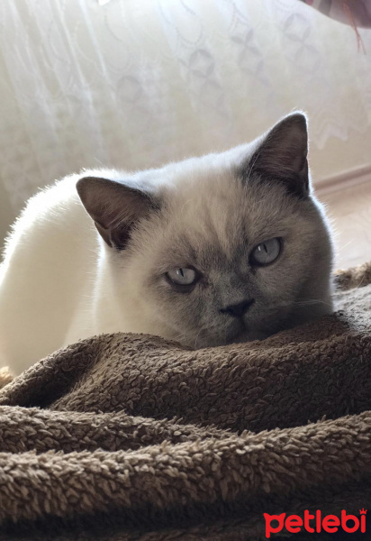 British Shorthair, Kedi  Martin fotoğrafı