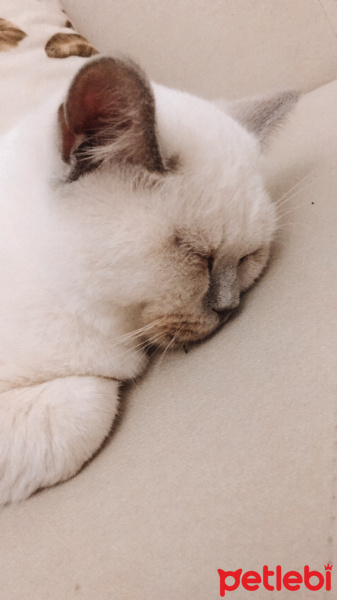British Shorthair, Kedi  Martin fotoğrafı