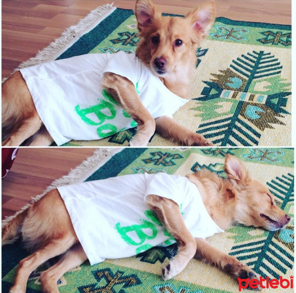 Pappilon, Köpek  DOST fotoğrafı
