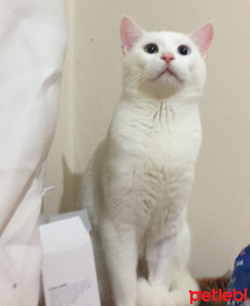 Tekir Kedi, Kedi  Beyaz fotoğrafı