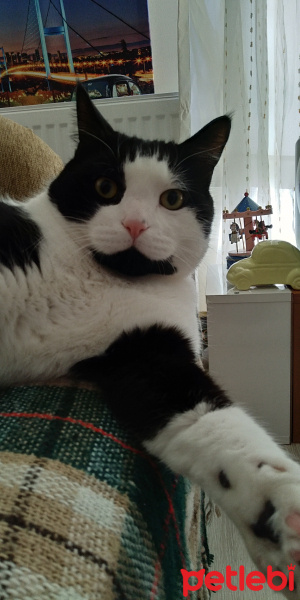 Tuxedo (Smokin) Kedi, Kedi  Arşimet fotoğrafı