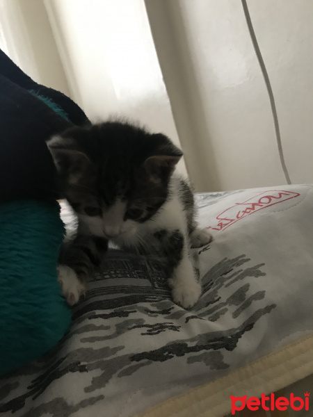 Tekir Kedi, Kedi  Kirpi fotoğrafı