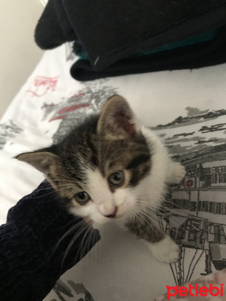 Tekir Kedi, Kedi  Kirpi fotoğrafı