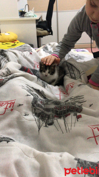 Tekir Kedi, Kedi  Kirpi fotoğrafı